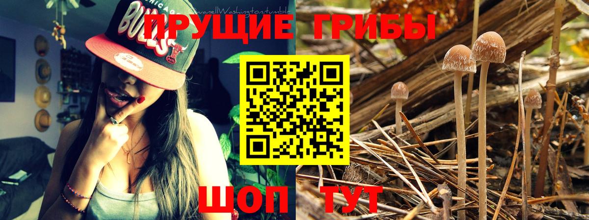 Галлюциногенные грибы Psilocybe Михайловск